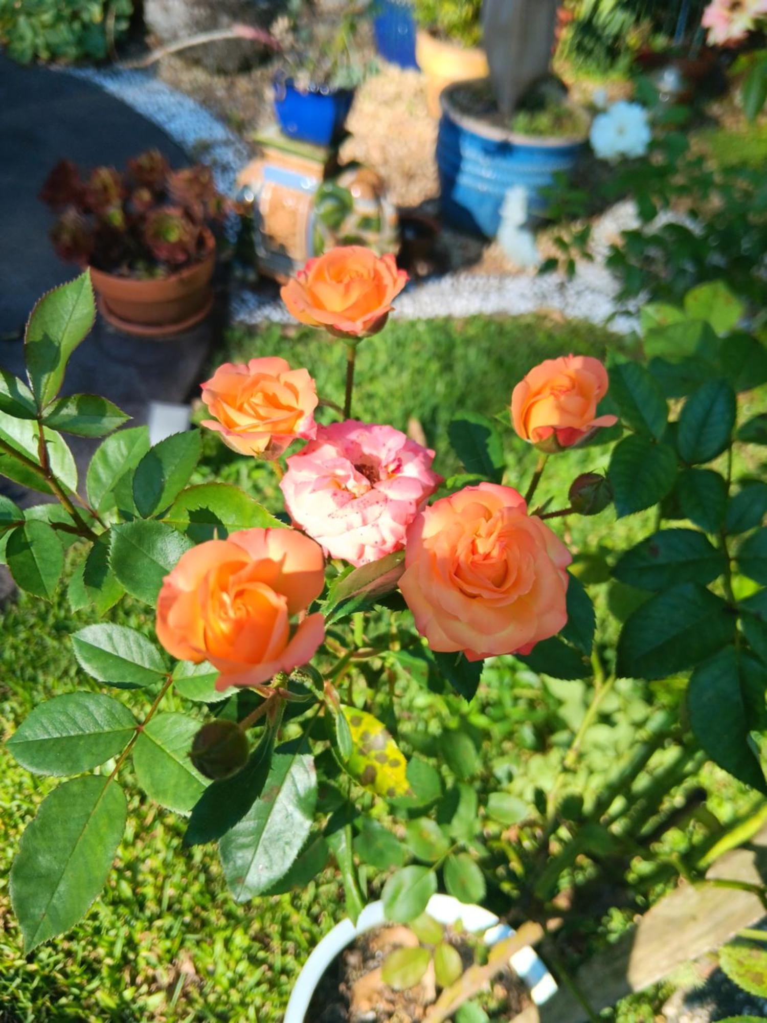 Mapleton Peaceful Provence Bnb Dış mekan fotoğraf